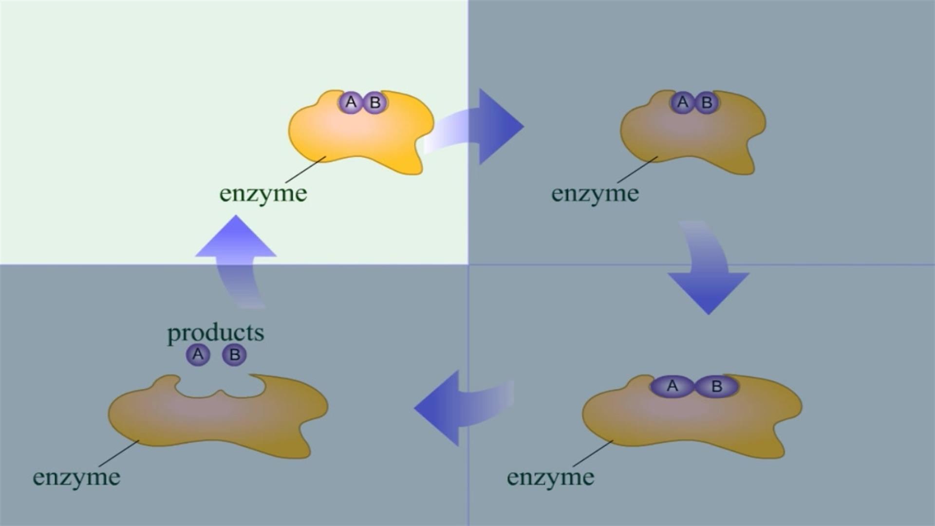 enzyme substrate complex animation