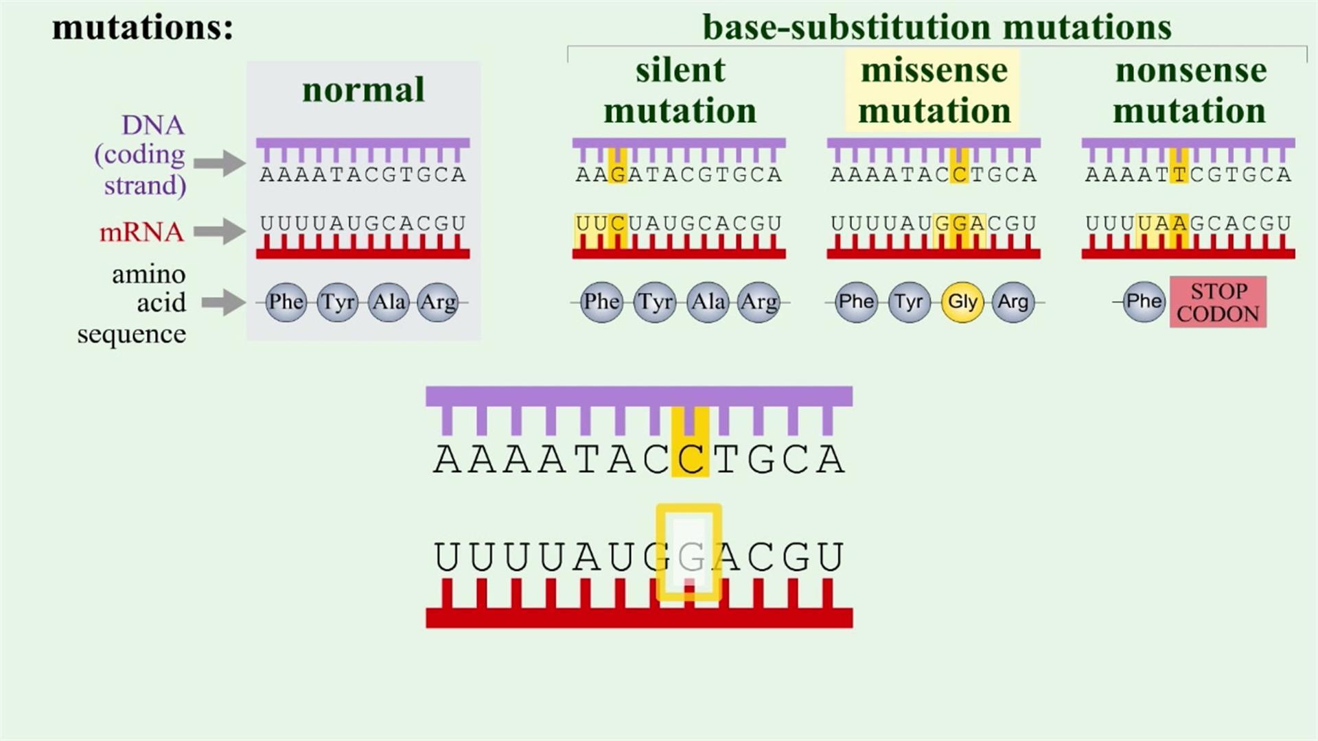 dna mutation types