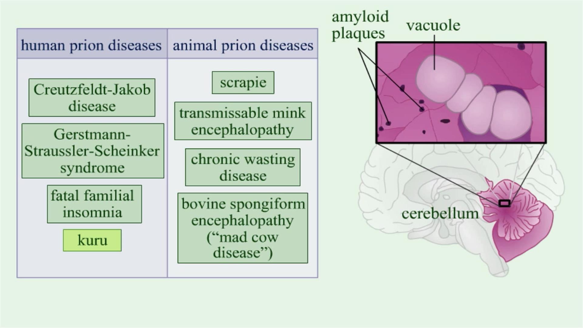 Animation: Prions: Diseases | Pearson+ Channels